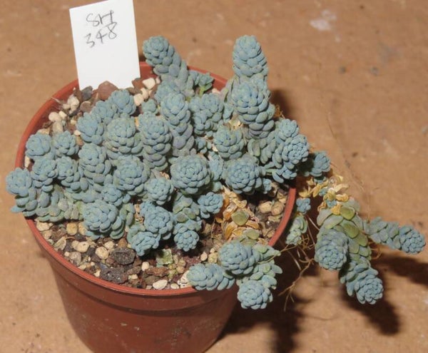 Sedum dasyphyllum cv Blue Tears