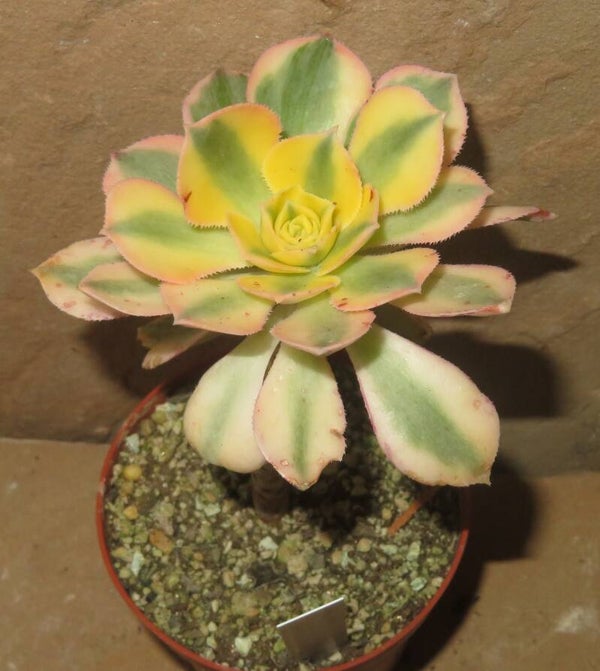 Aeonium decorum cv Tricolor variegata