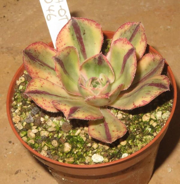 Aeonium marnier lapostolle variegata