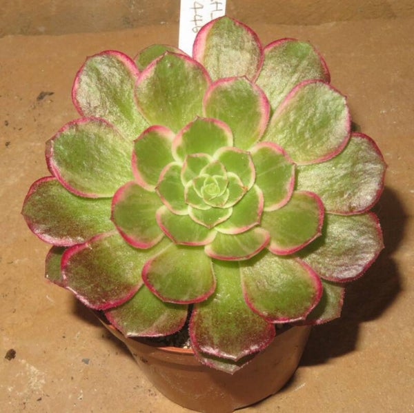 Aeonium cv Kaleidoscope variegata