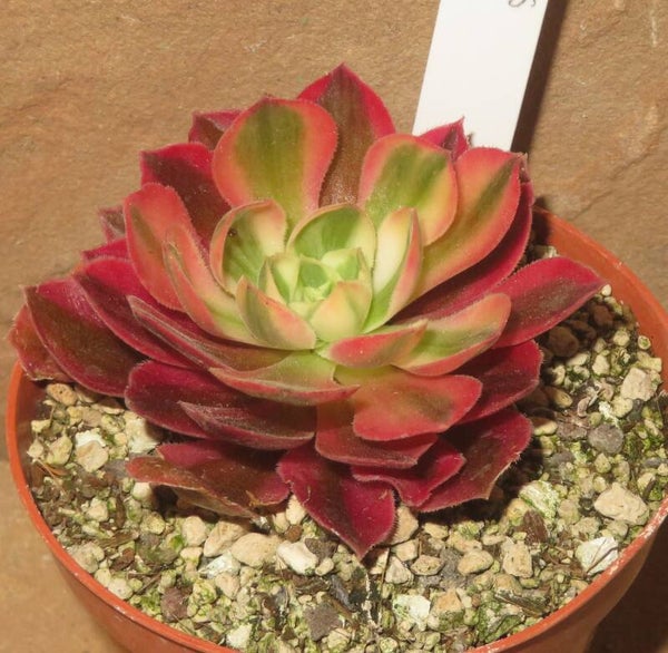 Aeonium cv Rainbow Swirl variegata
