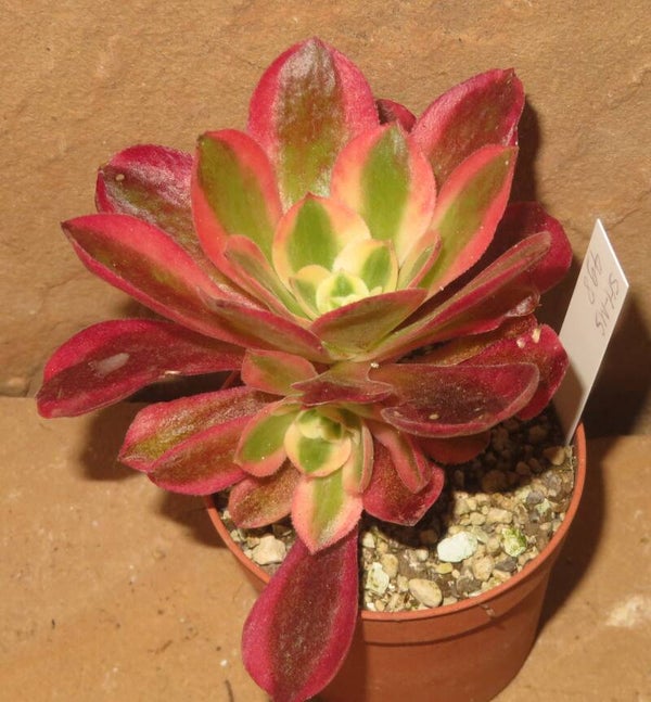 Aeonium cv Pink Witch variegata