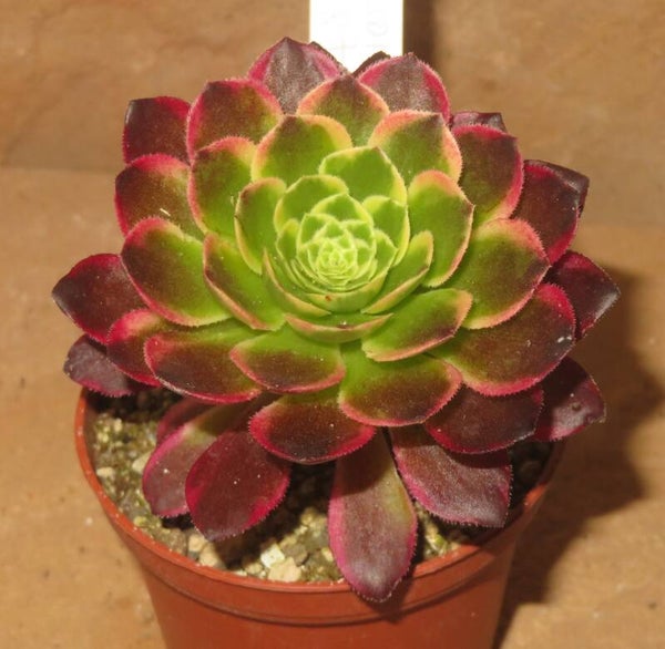 Aeonium cv Morning Glow variegata