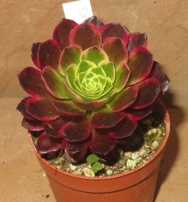Aeonium cv Morning Glow variegata
