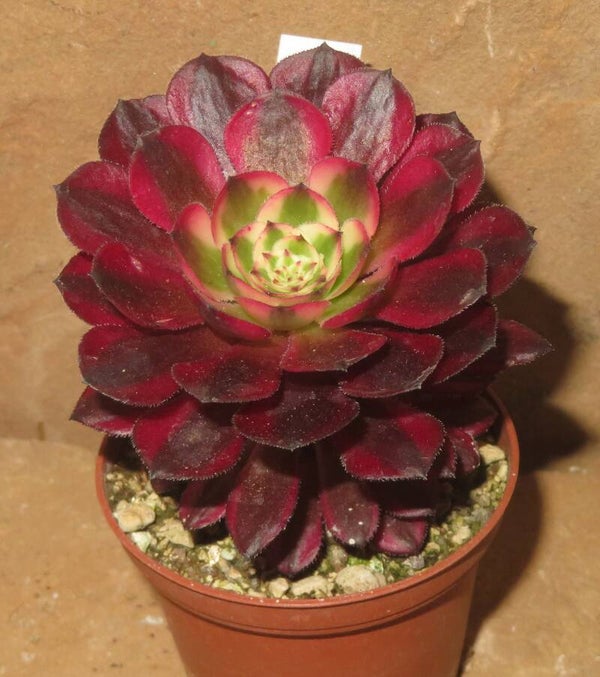 Aeonium arboreum cv Schwarzkopf variegata