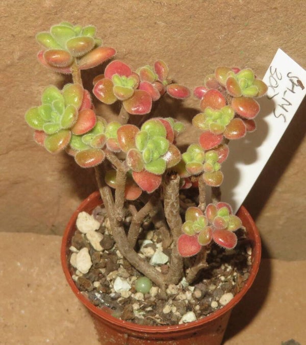 Aeonium lindleyi