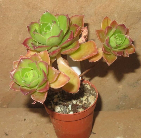 Aeonium volkerii