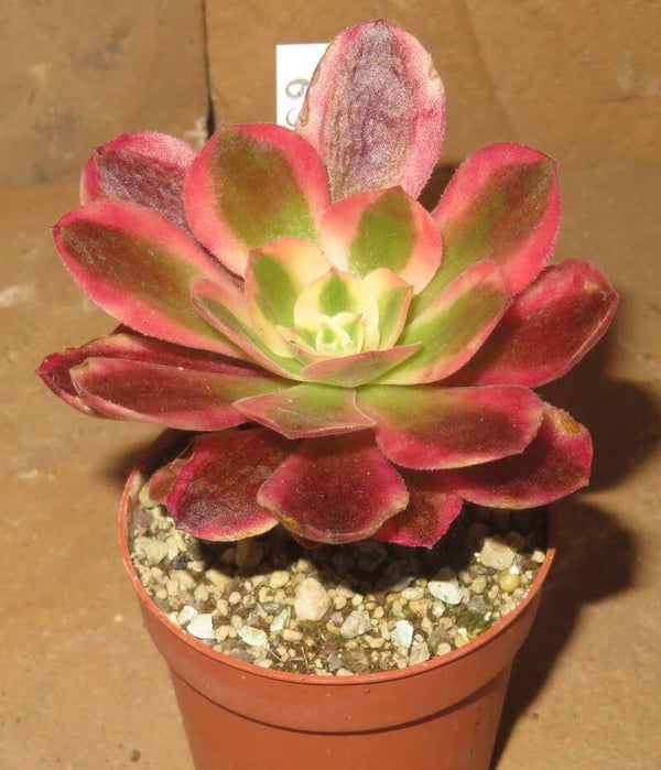 Aeonium cv Pink Witch variegata
