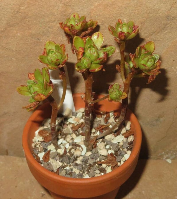 Aeonium arnoldii