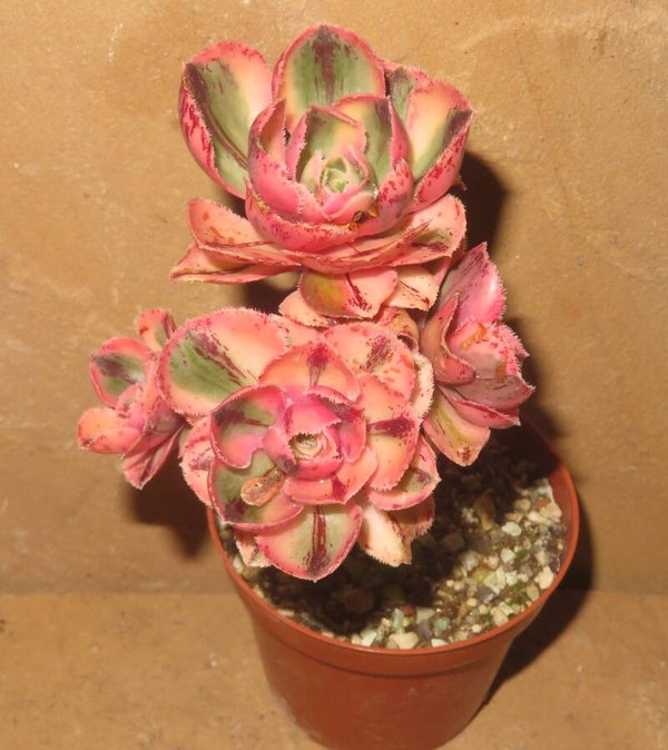Aeonium marnier lapostolle variegata