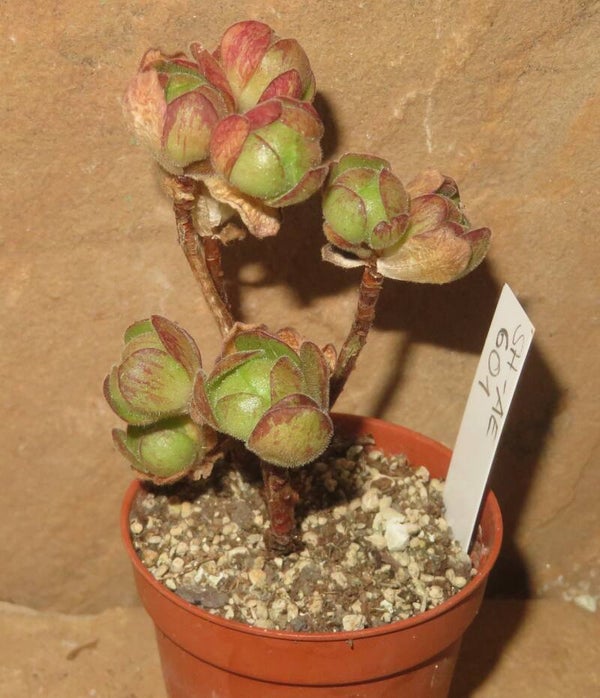 Aeonium saundersii