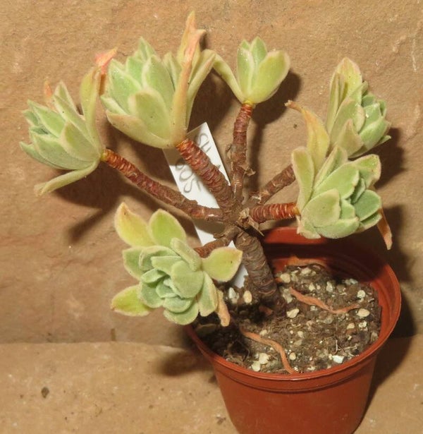 Aeonium cv Ballerina variegata