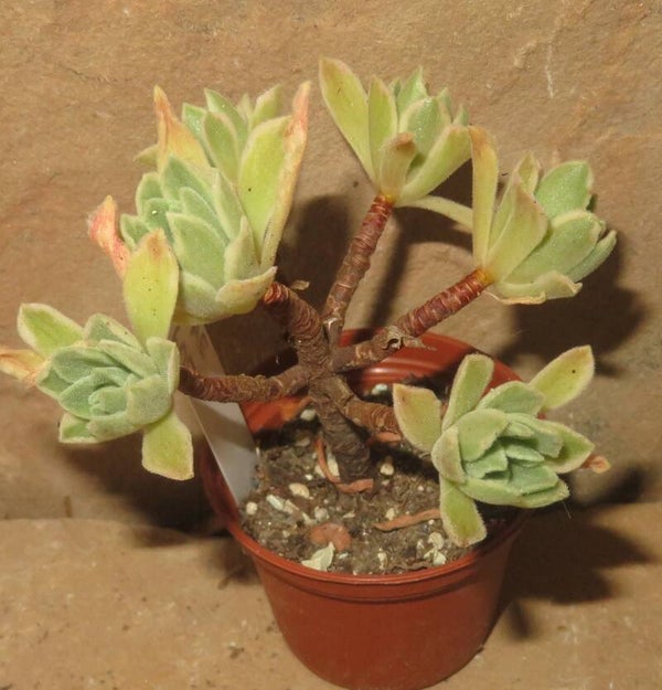 Aeonium cv Ballerina variegata
