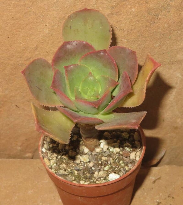 Aeonium davidbramwellii