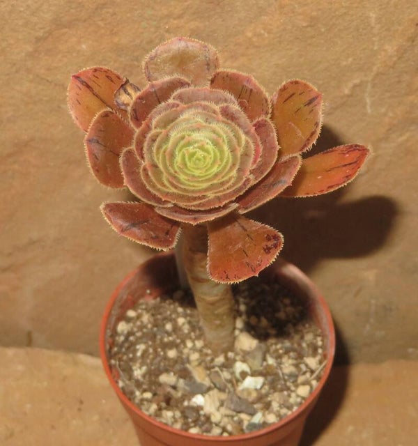 Aeonium arboreum rubrolineatum