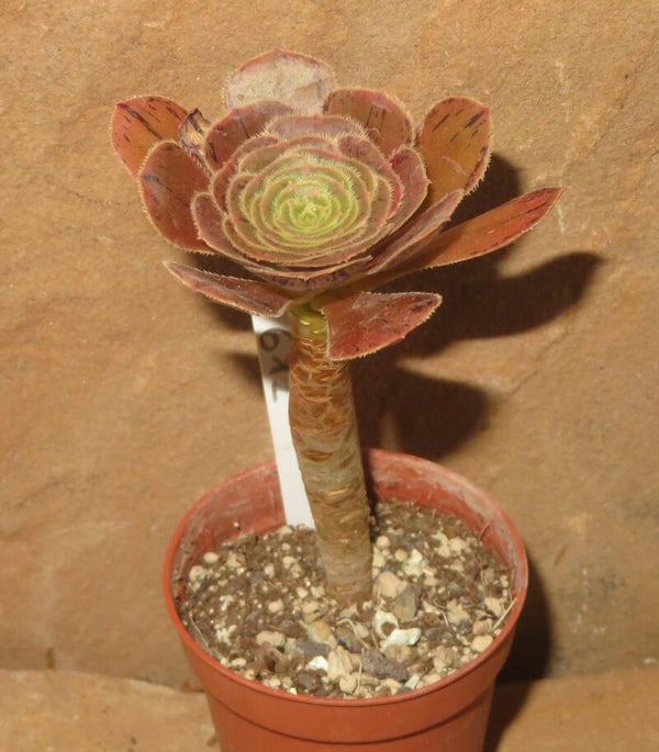 Aeonium arboreum rubrolineatum