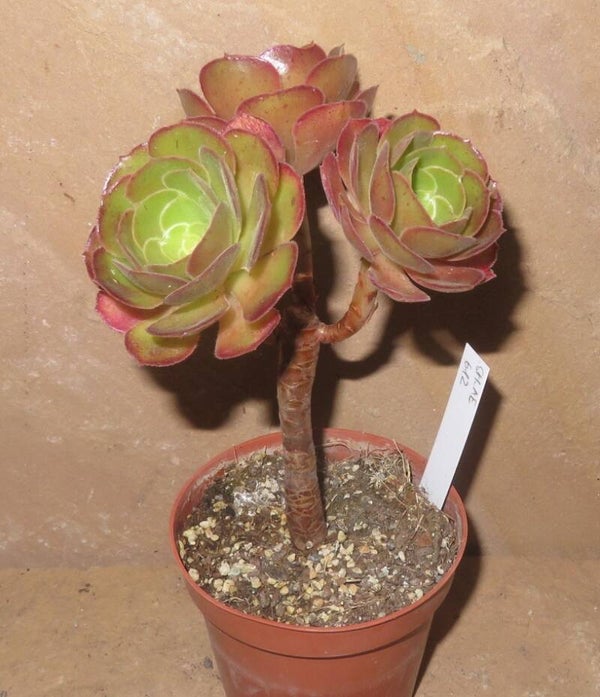 Aeonium cv Blushing Beauty