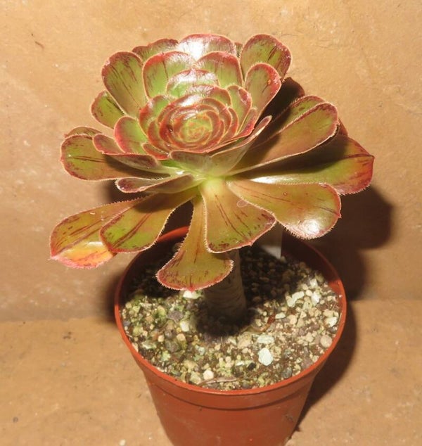 Aeonium arboreum rubrolineatum