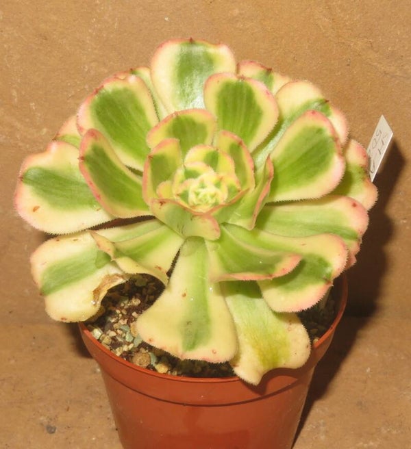 Aeonium arboreum variegata