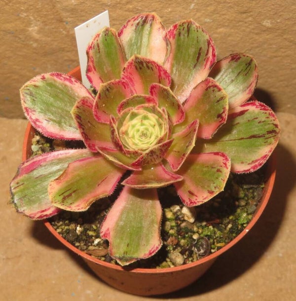 Aeonium arboreum rubrolineatum variegata