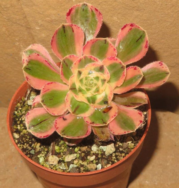 Aeonium arboreum rubrolineatum variegata