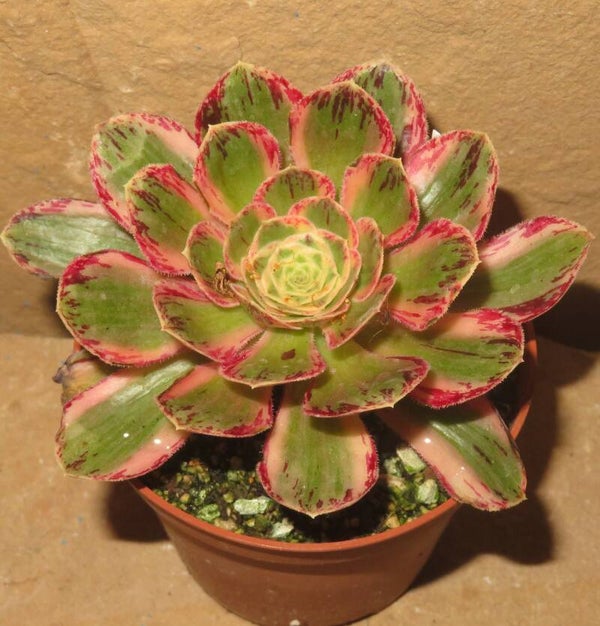 Aeonium arboreum rubrolineatum variegata