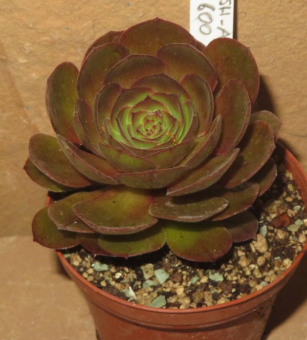 Aeonium cv Halloween