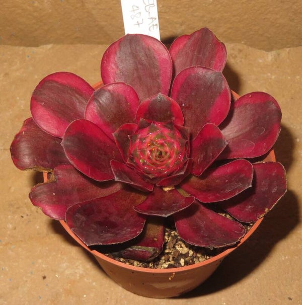 Aeonium cv Charm Golden Rose variegata