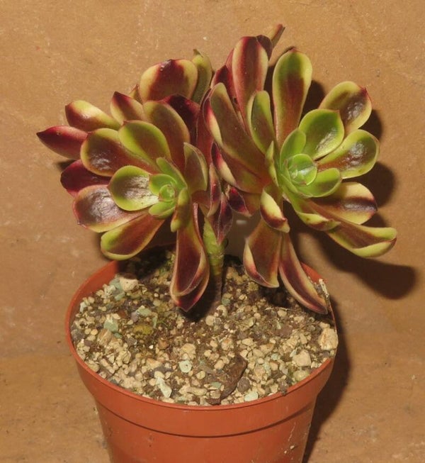 Aeonium cv SuperBang variegata