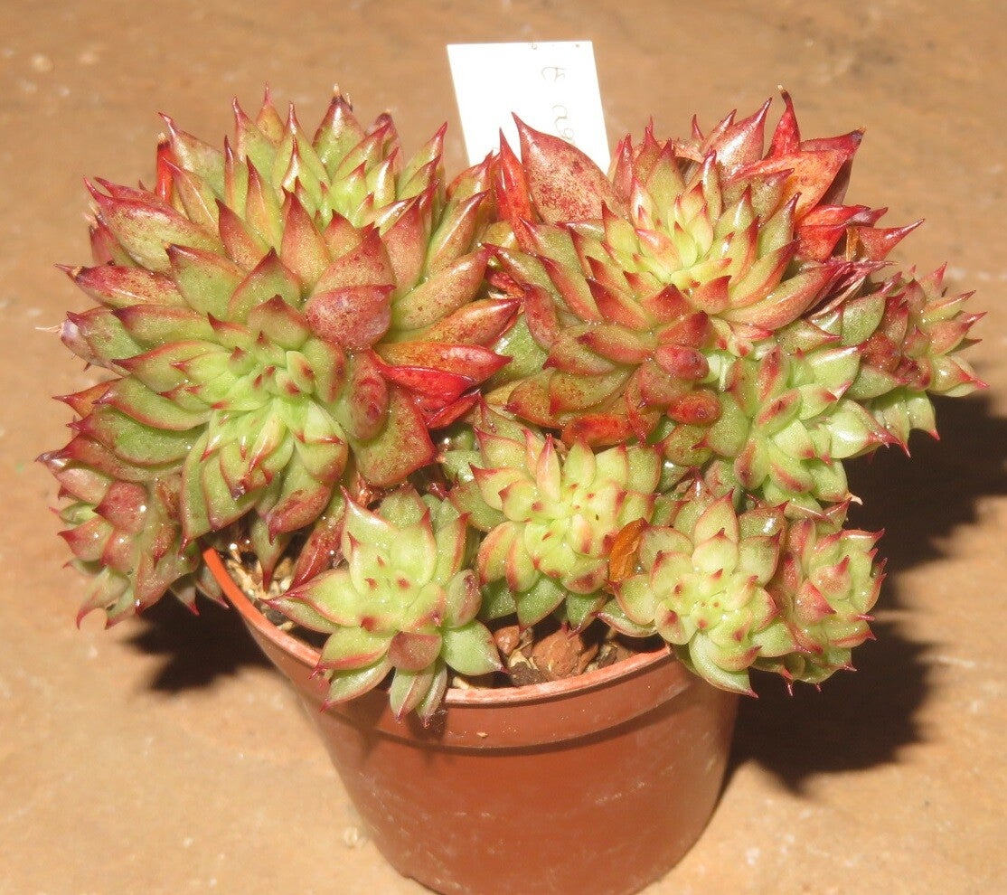 Echeveria agavoides cv Rain Star - 2 Blätter / Blattstecklinge