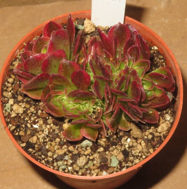 Aeonium cv Milky White cristata variegata