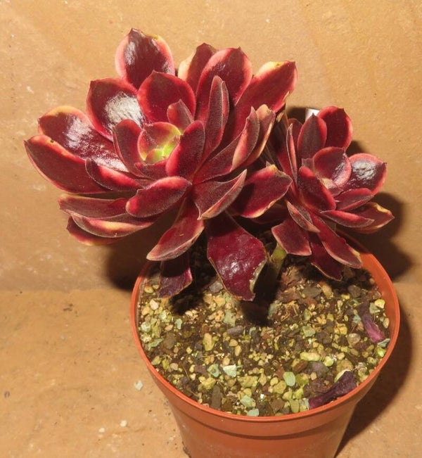 Aeonium cv SuperBang variegata