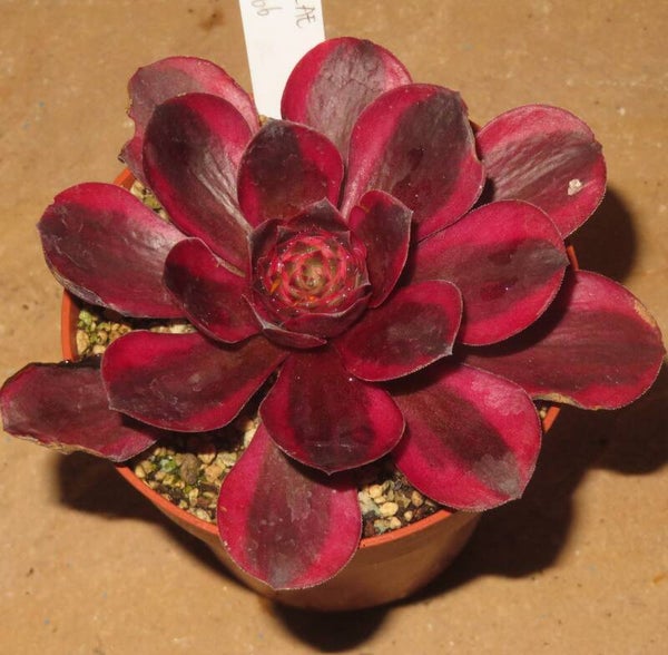 Aeonium cv Charm Golden Rose variegata
