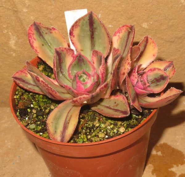 Aeonium marnier lapostolle variegata