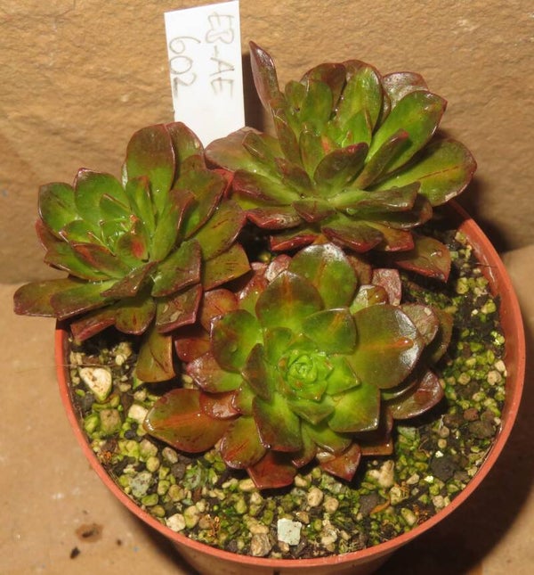 Aeonium cv Bronze Medal Mediopicta variegata