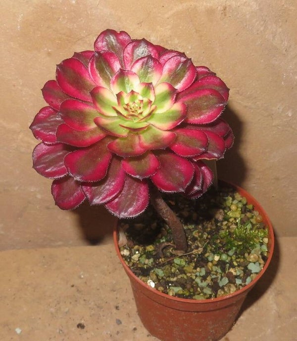 Aeonium cv Mardi Gras variegata