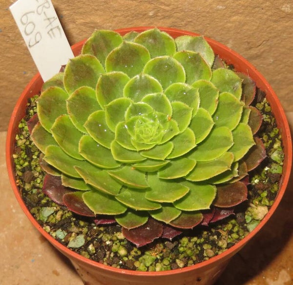 Aeonium cv Festival - Fiesta variegata