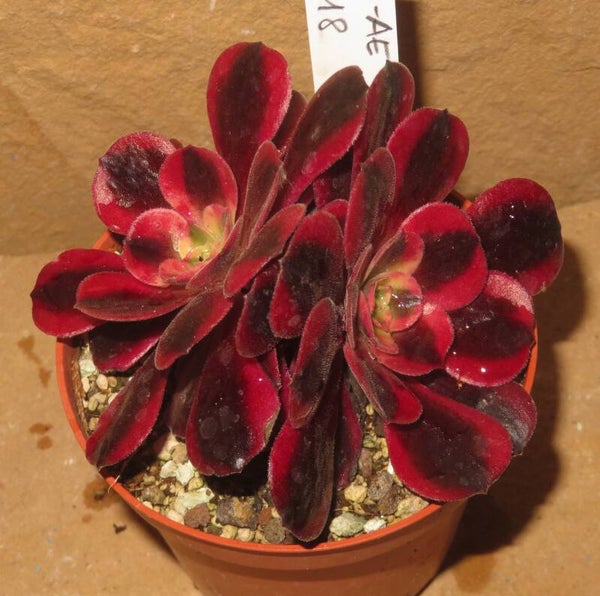 Aeonium cv Medusa variegata