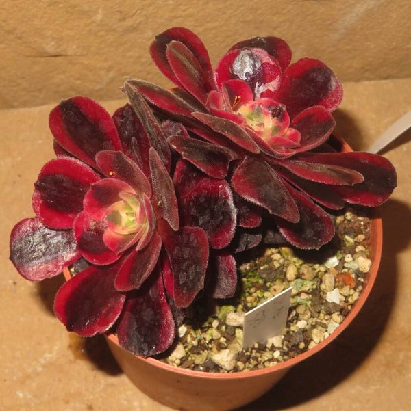 Aeonium cv Medusa variegata