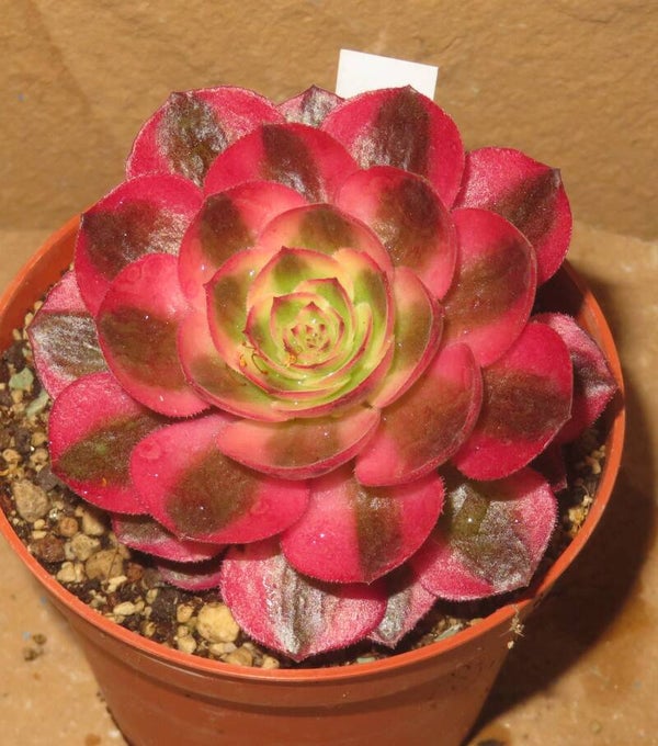 Aeonium cv Magic Candle variegata