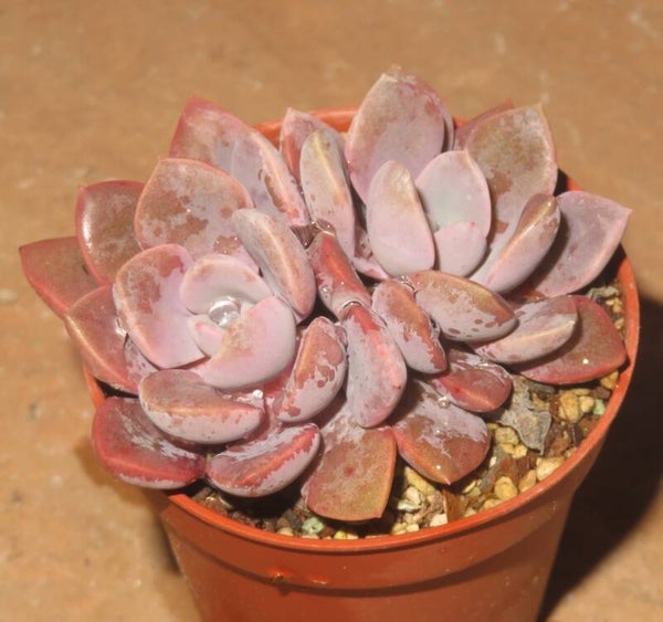 Graptoveria cv Debbie - 2 Blätter / Blattstecklinge