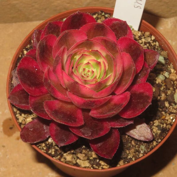 Aeonium cv Magic Candle variegata