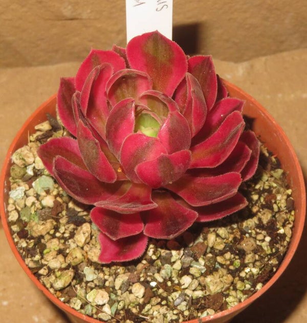 Aeonium cv Rainbow Swirl variegata