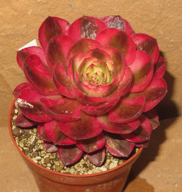 Aeonium cv Magic Candle variegata