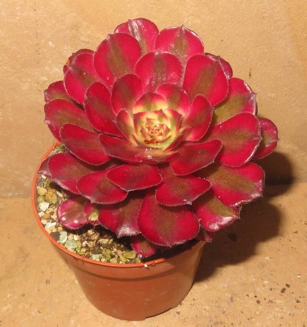 Aeonium cv Mardi Gras variegata
