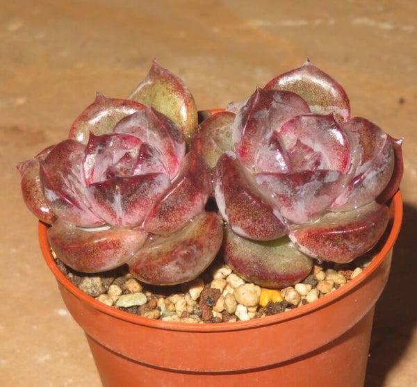 Echeveria cv Dark Opal - 2 Blätter / Blattstecklinge