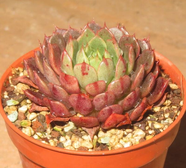 Echeveria cv Skorpion - 2 Blätter / Blattstecklinge