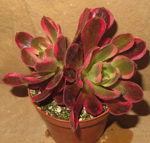 Aeonium cv Rainbow Swirl variegata - mit Kindel