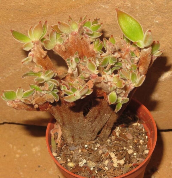 Echeveria cv Pull Oliver cristata