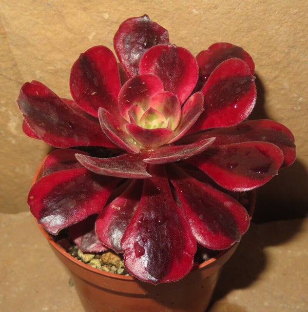 Aeonium cv Medusa variegata